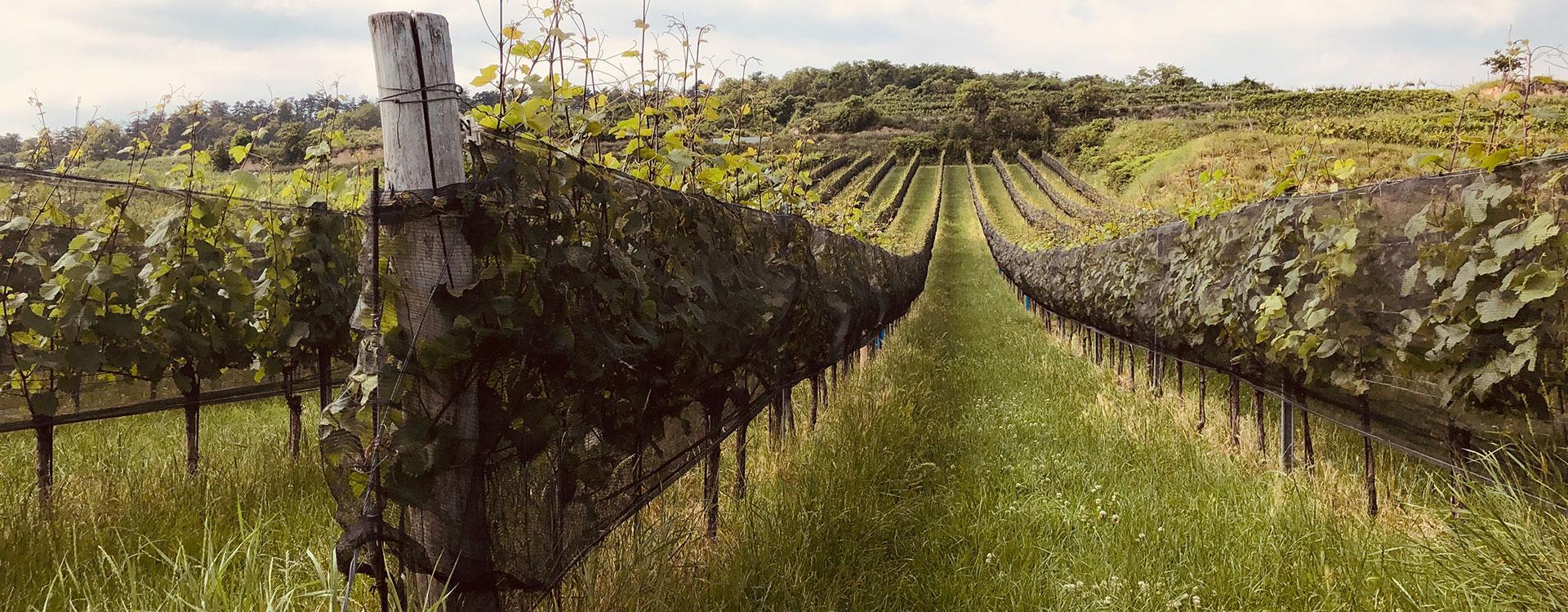 WEingarten_Hagelnetz_nahe