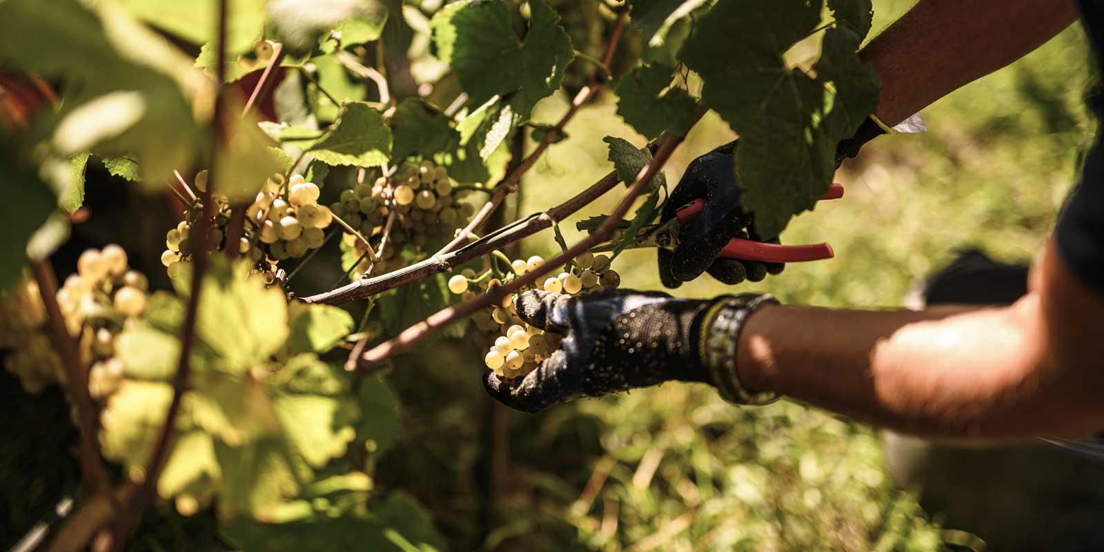 anton-bauer-handpicked1-v3