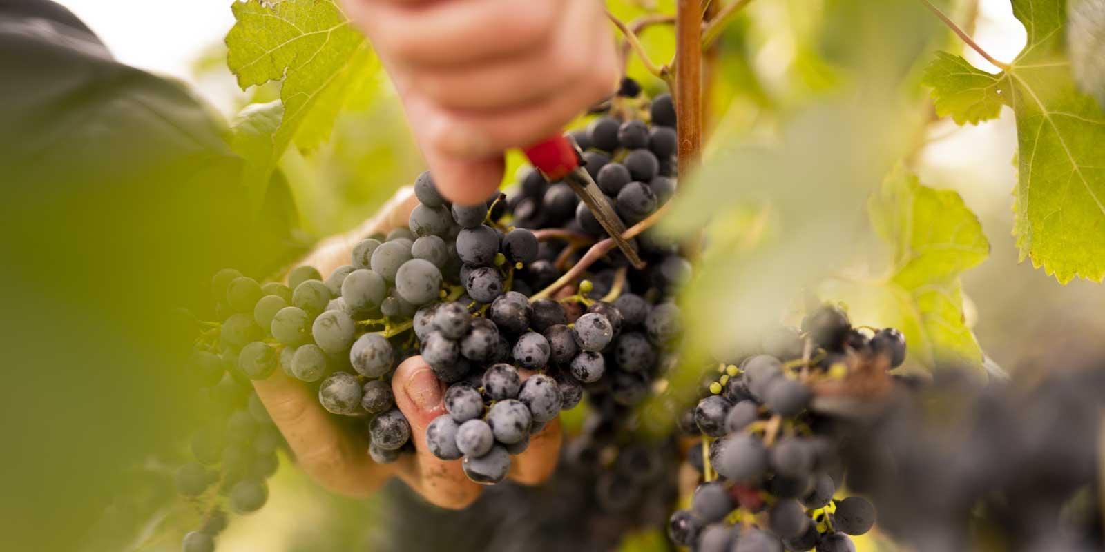 anton-bauer-handpicked3-v3