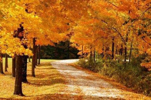 maple2