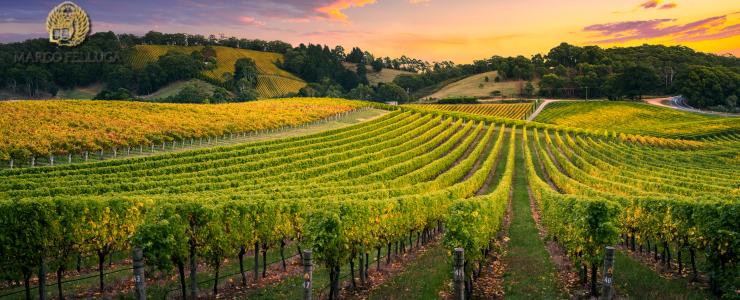 16687_Marco-Felluga-Hersteller-Banner