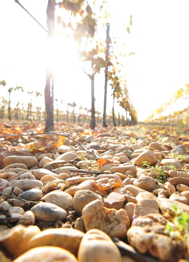 10490_Weingut-Reithmaier-26-798x1104