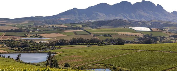 10458_Simonsig-Banner