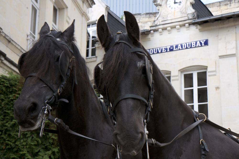 8829_Frisons_Pferde_bei_Bouvet_Ladubay.org