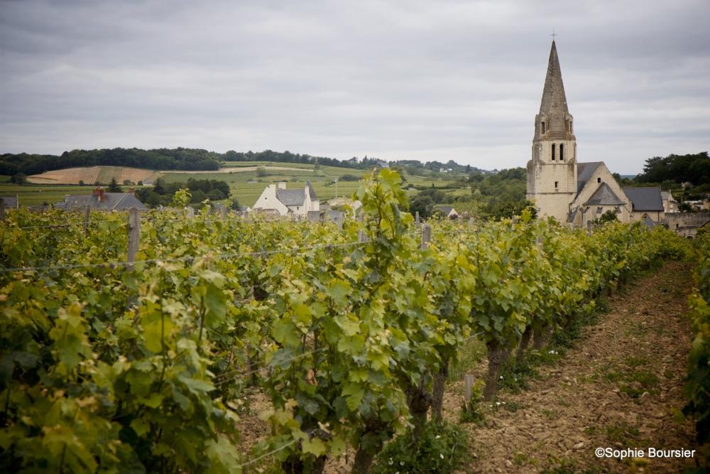 8832_Weinbergen_Saumur.org