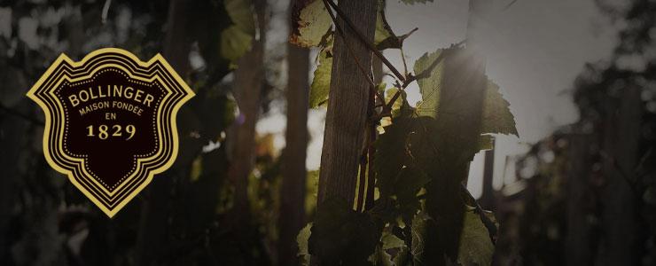 10146_Bollinger-Banner