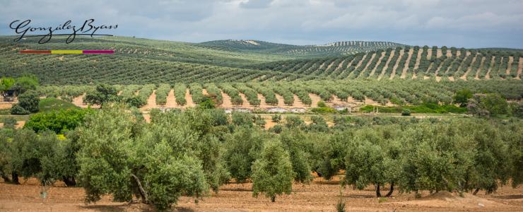 17030_Gonzalez-Byass-Hersteller-Banner