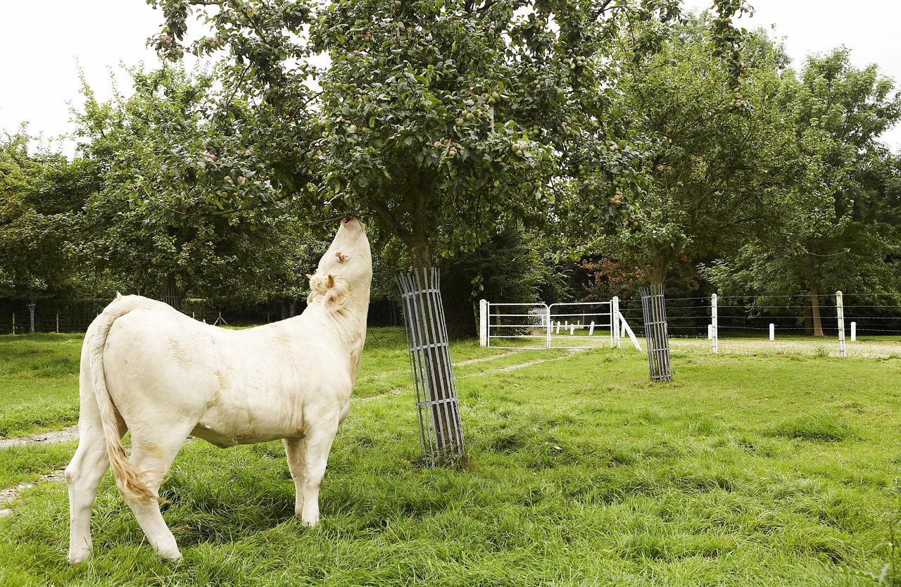 11460_image-moyen-mg-2140