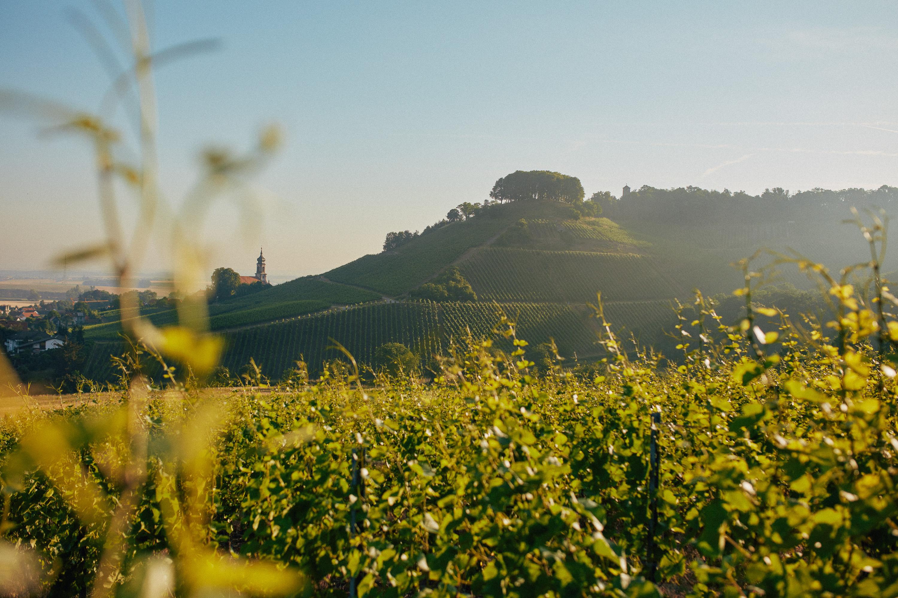 12588_VDP-Franken-2022-C-peterbender-1389