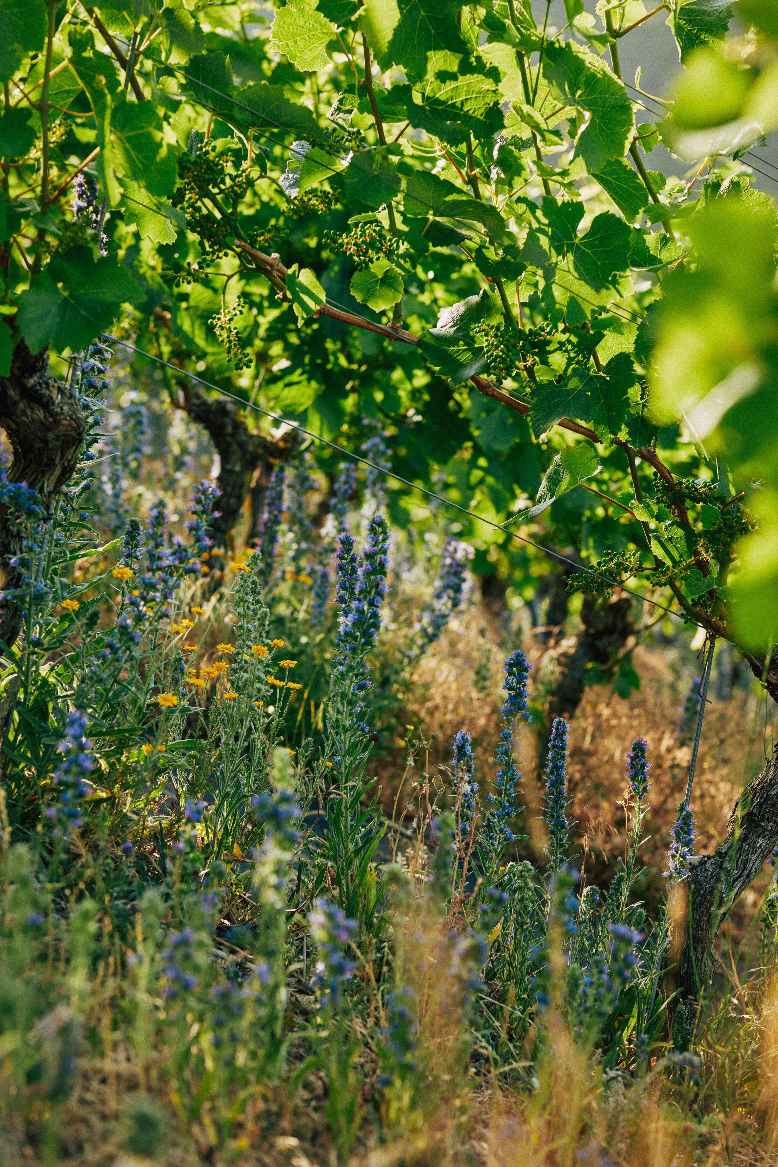 12590_VDP-Franken-2022-C-peterbender-1455