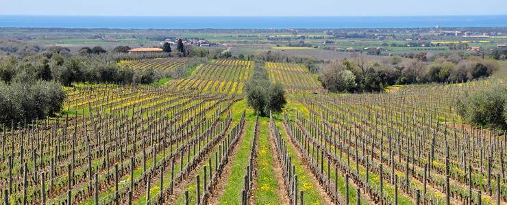 10250_Ornellaia-Banner