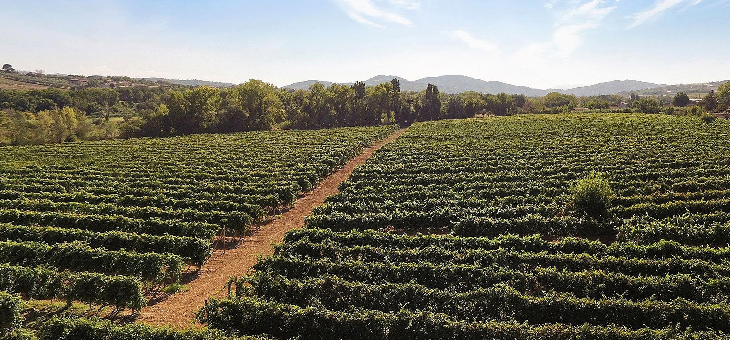 9302_enioottaviani_vini_vigneto_01