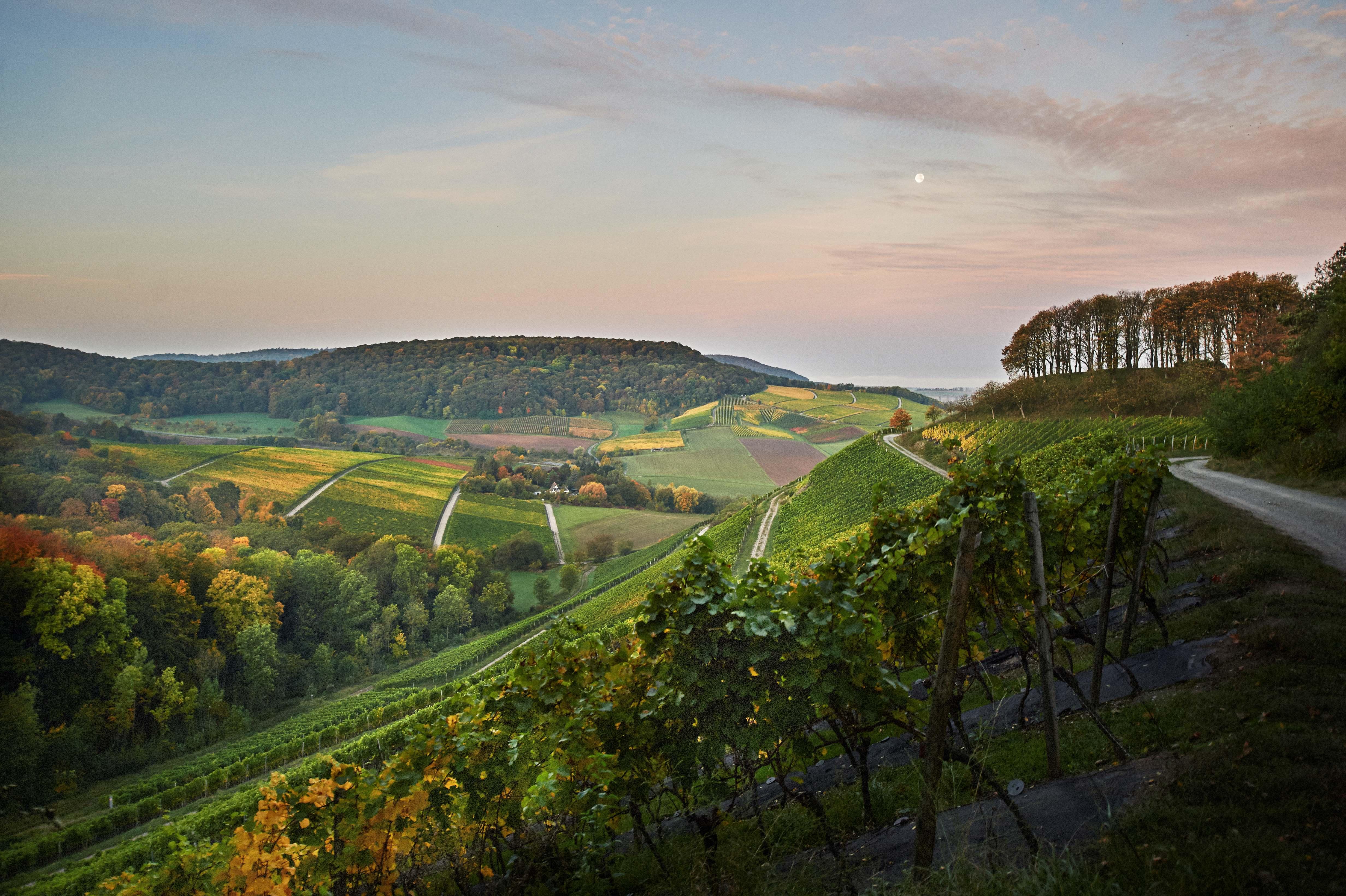 12587_DC-Impessionen-Castell-Weinlagen-1-Fotograf-Hardy-Mueller