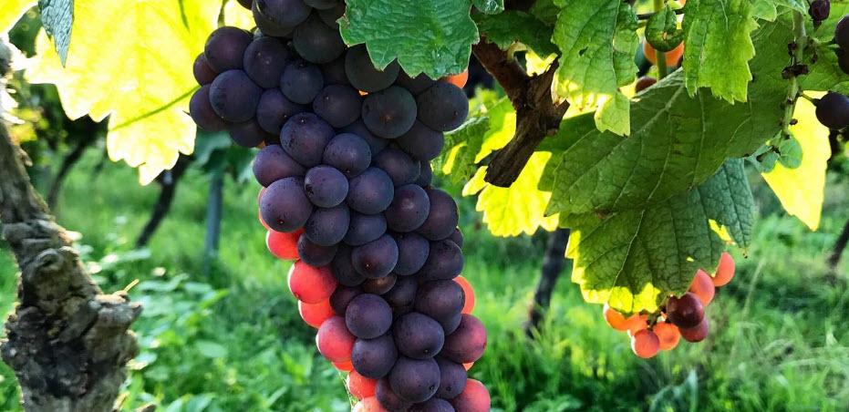 10108_Gustavhof-Banner