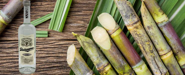 16948_Delicana-Hersteller-Banner