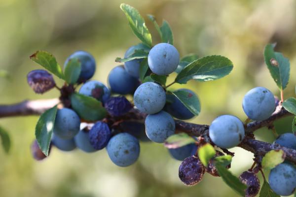 Sloe Gin / Ginliköre