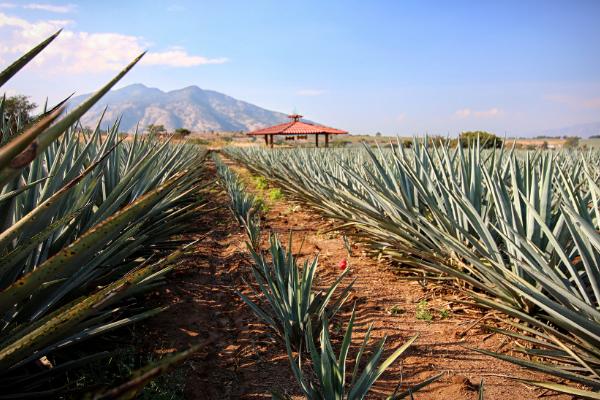 Tequila 100% Agave